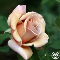 Koko Loko™ -HEIRLOOM ROSES Sales koko loko 19