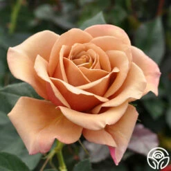 Koko Loko™ -HEIRLOOM ROSES Sales koko loko 3