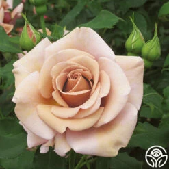 Koko Loko™ -HEIRLOOM ROSES Sales koko loko 4