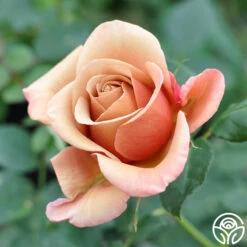 Koko Loko™ -HEIRLOOM ROSES Sales koko loko 7 1