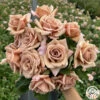 Koko Loko™ -HEIRLOOM ROSES Sales koko loko 1