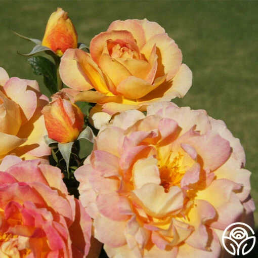 La Parisienne -HEIRLOOM ROSES Sales la parisienne 1