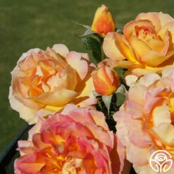 La Parisienne 6 La Parisienne -HEIRLOOM ROSES Sales la parisienne 2