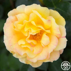 Front Page -HEIRLOOM ROSES Sales la parisienne 3