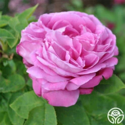 La Reine -HEIRLOOM ROSES Sales la reine 1 8