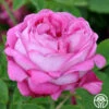 La Reine -HEIRLOOM ROSES Sales la reine 6