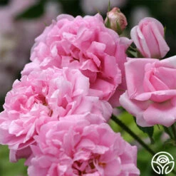 La Ville De Bruxelles -HEIRLOOM ROSES Sales la ville de bruxelles 2 4