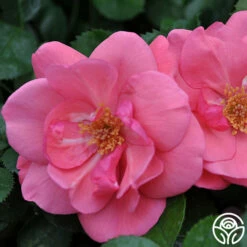 Lady Elsie May™ -HEIRLOOM ROSES Sales lady elsie may 3 8