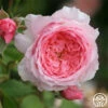 Lady Heirloom™ 2 Lady Heirloom™ -HEIRLOOM ROSES Sales lady heirloom 1 8