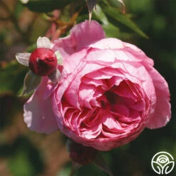 Lady Heirloom™ 7 Lady Heirloom™ -HEIRLOOM ROSES Sales lady heirloom 2 1 1
