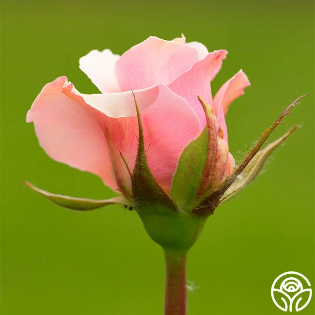 Lady Heirloom™ 4 Lady Heirloom™ - Image 2