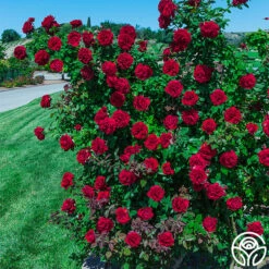 Lady In Red™ -HEIRLOOM ROSES Sales lady in red 2