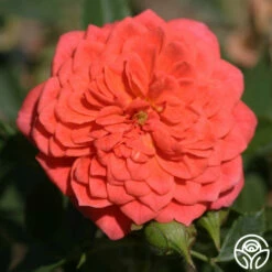 Lady Penelope -HEIRLOOM ROSES Sales ladypenelope logo 01