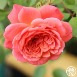 Lady Penelope -HEIRLOOM ROSES Sales ladypenelope logo 04
