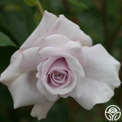 Lagerfeld -HEIRLOOM ROSES Sales lagerfeld 5 8