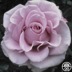 Lagerfeld -HEIRLOOM ROSES Sales lagerfeld 9