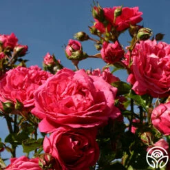 Arborose® Laguna -HEIRLOOM ROSES Sales laguna 12