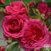 Arborose® Laguna -HEIRLOOM ROSES Sales laguna 15
