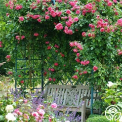 Arborose® Laguna -HEIRLOOM ROSES Sales laguna 16