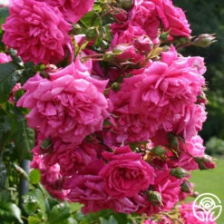 Arborose® Laguna -HEIRLOOM ROSES Sales laguna 18