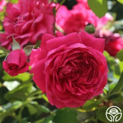 Arborose® Laguna -HEIRLOOM ROSES Sales laguna 55