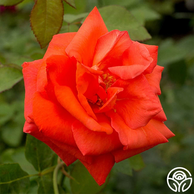 Las Vegas® 4 Las Vegas® - Image 2