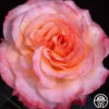 Laura™ -HEIRLOOM ROSES Sales laura