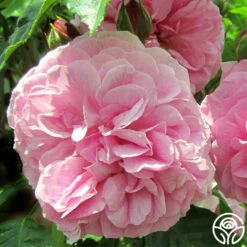 Lavender Lassie -HEIRLOOM ROSES Sales lavender lassie 1