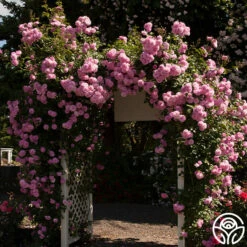 Lavender Lassie -HEIRLOOM ROSES Sales lavender lassie 2