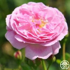 Lavender Lassie -HEIRLOOM ROSES Sales lavender lassie 3