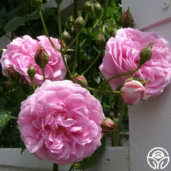 Lavender Lassie -HEIRLOOM ROSES Sales lavender lassie 4