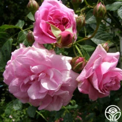 Lavender Lassie -HEIRLOOM ROSES Sales lavender lassie 5