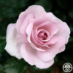 Le Petit Prince -HEIRLOOM ROSES Sales le petit prince 1