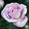 Le Petit Prince -HEIRLOOM ROSES Sales le petite prince 11