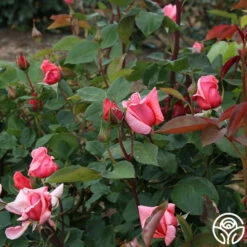 Leaping Salmon -HEIRLOOM ROSES Sales leaping salmon 12 4