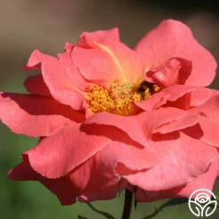 Leaping Salmon -HEIRLOOM ROSES Sales leaping salmon 13