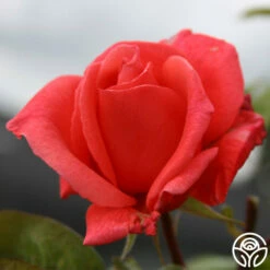 Leaping Salmon -HEIRLOOM ROSES Sales leaping salmon logo 02