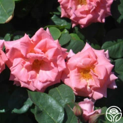 Leaping Salmon -HEIRLOOM ROSES Sales leaping salmon logo 03