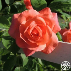 Leaping Salmon -HEIRLOOM ROSES Sales leaping salmon logo 04