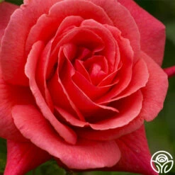 Leaping Salmon -HEIRLOOM ROSES Sales leaping salmon logo 05