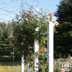 Leaping Salmon -HEIRLOOM ROSES Sales leaping salon 0 14