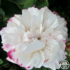 Leda -HEIRLOOM ROSES Sales leda 2 6