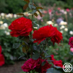 Legends™ -HEIRLOOM ROSES Sales legends 1 8