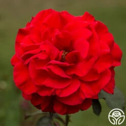 Legends™ -HEIRLOOM ROSES Sales legends 2 8