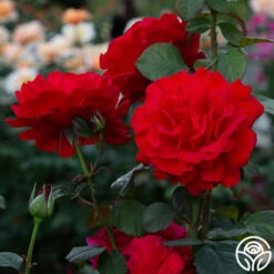 Legends™ -HEIRLOOM ROSES Sales legends 4 7