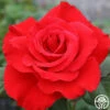 Legends™ -HEIRLOOM ROSES Sales legends 5