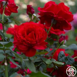 Legends™ -HEIRLOOM ROSES Sales legends 6