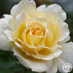 Lemon Spice -HEIRLOOM ROSES Sales lemon spice 1 7