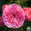 Leonardo Da Vinci® -HEIRLOOM ROSES Sales leonardo da vinci 2 1 1
