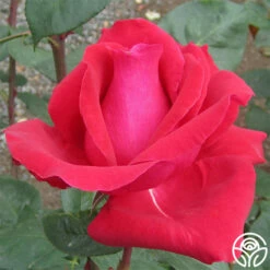 Liebeszauber® 5 Liebeszauber® -HEIRLOOM ROSES Sales liebeszauber 2
